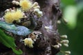 yellow-spotted honeyeater (Meliphaga notata) in rainforest, Queensland ,Australia