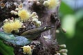 yellow-spotted honeyeater (Meliphaga notata) in rainforest, Queensland ,Australia Royalty Free Stock Photo