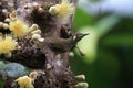 yellow-spotted honeyeater (Meliphaga notata) in rainforest, Queensland ,Australia Royalty Free Stock Photo