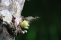 yellow-spotted honeyeater (Meliphaga notata) in rainforest, Queensland ,Australia Royalty Free Stock Photo