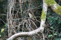 yellow-spotted honeyeater (Meliphaga notata) in rainforest, Queensland ,Australia Royalty Free Stock Photo