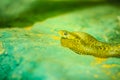 Yellow-spotted keelback snake (Xenochrophis sanctijohanis). Xenochrophis is a genus of colubrid snakes endemic to Asia. They are Royalty Free Stock Photo