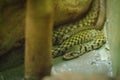 Yellow-spotted keelback snake (Xenochrophis sanctijohanis). Xenochrophis is a genus of colubrid snakes endemic to Asia. They are Royalty Free Stock Photo