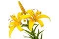 Yellow spotted lily Royalty Free Stock Photo
