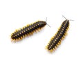 Yellow Spotted Millipede