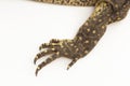 The yellow-spotted monitor or New Guinea Argus monitor Varanus panoptes horni on white background