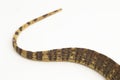 The yellow-spotted monitor or New Guinea Argus monitor Varanus panoptes horni on white background