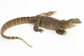 The yellow-spotted monitor or New Guinea Argus monitor Varanus panoptes horni on white background