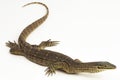The yellow-spotted monitor or New Guinea Argus monitor Varanus panoptes horni on white background