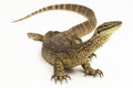 The yellow-spotted monitor or New Guinea Argus monitor Varanus panoptes horni on white background