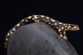 Yellow spotted newt, Neurergus crocatus