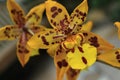 Yellow Spotted Orchids