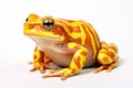 yellow spotted poison frog isolated on white background Royalty Free Stock Photo
