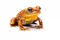 yellow spotted poison frog isolated on white background Royalty Free Stock Photo