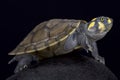 Yellow-spotted river turtle,Podocnemis unifilis