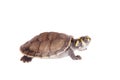 Yellow-spotted River Turtle, on white