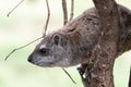Yellow-spotted rock hyrax on the branch of a tree Royalty Free Stock Photo