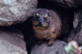 Yellow-spotted rock hyrax Royalty Free Stock Photo