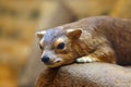 Yellow-spotted rock hyrax or bush hyrax Heterohyrax brucei portrait on the stone