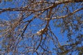 Yellow-spotted rock hyrax or Heterohyrax brucei on Acacia tree