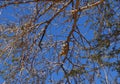 Yellow-spotted rock hyrax or Heterohyrax  brucei on  Acacia tree Royalty Free Stock Photo