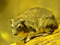 Yellow-spotted rock hyrax, Heterohyrax brucei, sitting on a rock