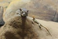 Yellow-spotted rock hyrax Royalty Free Stock Photo
