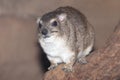 Yellow-spotted rock hyrax