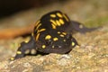Yellow-spotted Salamander Royalty Free Stock Photo