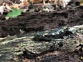Yellow Spotted Salamander Royalty Free Stock Photo