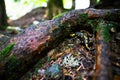 yellow spotted salamander in forest Royalty Free Stock Photo