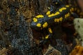 Yellow spotted Salamander in natural environment in the forest in autumn time on rainy day Royalty Free Stock Photo