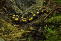 Yellow spotted Salamander in natural environment in the forest in autumn time on rainy day Royalty Free Stock Photo