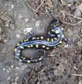 Yellow Spotted Salamander Royalty Free Stock Photo