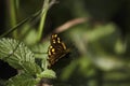 Yellow Spotted Skipper Butterfly osmodes sp. Sitting On A Leaf In Lush Green Forest