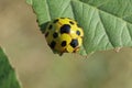 Yellow Spotted Tortoise Beetle Aspidomorpha miliaris Royalty Free Stock Photo