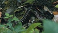 Yellow spotted tractor millipede walks across the forest floor