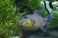 Yellow spotted triggerfish - Pseudobalistes fuscus Royalty Free Stock Photo