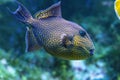 Yellow spotted triggerfish - Pseudobalistes fuscus Royalty Free Stock Photo