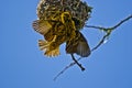 Yellow spotted weaver building a nest