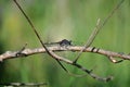 Yellow-Spotted Whiteface (Leucorrhinia pectoralis)