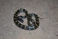 Yellow Spotted Wolf snake, Lycodon flavomaculatus endemic to western ghats, Satara,