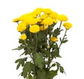 yellow spray Chrysanthemum