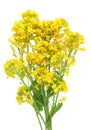 Yellow spring April flowers of the wild uncultivated forest pl Royalty Free Stock Photo