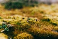 Yellow spring background with moss and dew drops Royalty Free Stock Photo