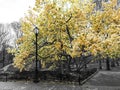 Yellow spring blossoms blooming on black and white trees above a path in Central Park, New York City NYC Royalty Free Stock Photo