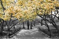 Yellow spring blossoms blooming on black and white trees above a path in Central Park, New York City Royalty Free Stock Photo