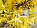 yellow spring bush in a blossom Royalty Free Stock Photo