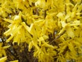 yellow spring bush in a blossom Royalty Free Stock Photo