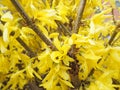 yellow spring bush in a blossom Royalty Free Stock Photo